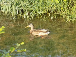 Duck swim on creek