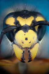 avispa chaqueta amarilla (Vespula germanica)