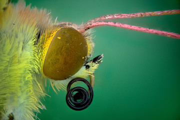 Colias crocea (Colias común)