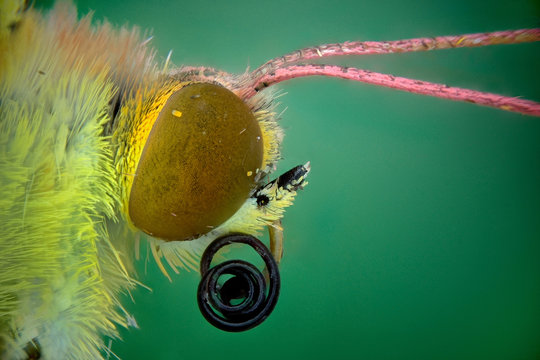 Colias crocea (Colias com&uacute;n)
