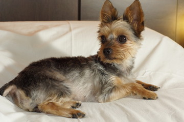 pero Yorkshire terrier