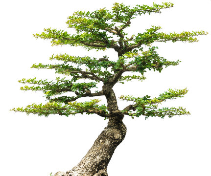 bonsai tree isolated  1
