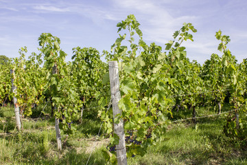 Fototapeta na wymiar Vignes-raisins 13