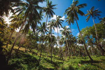 Fototapeta premium jungle of Thailand