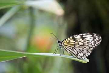 Fototapeta na wymiar butterfly Idea leuconoe on green leaf