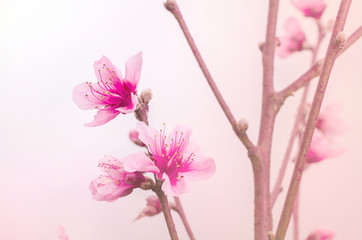 Obraz premium Spring border background