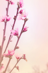 Spring border background