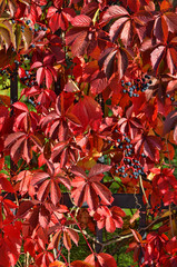 Wild grape leaves, natural seaasonal autumn vintage background