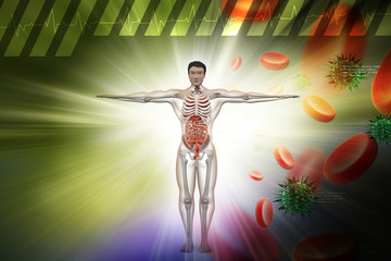 Human digestive system with, blood cells and virus in color background