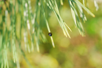 Black ladybug on a pine tree