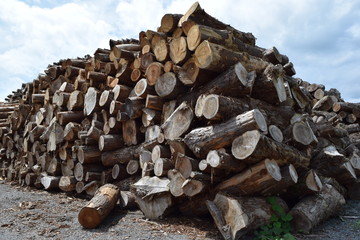 大量に積まれた丸太／山形県の庄内地方で、大量に積まれた丸太を撮影した写真です。丸太の大きさは、直径約２０ｃｍ～８０ｃｍ位で、約８割が杉の丸太です。