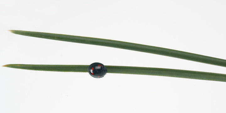 Black ladybug on a pine tree