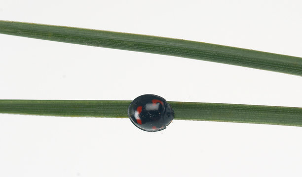 Black ladybug on a pine tree