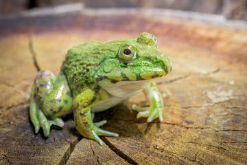 Frog sitting on a tree stump