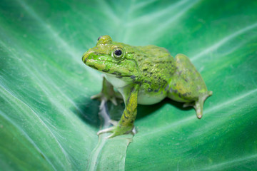 Big frog sitting