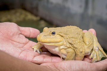 Photo of a frog close up