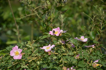 Obraz premium Лето 2015