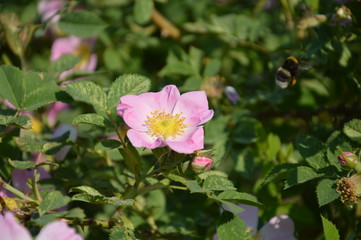 Obraz premium Лето 2015