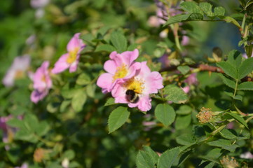 Naklejka premium Лето 2015