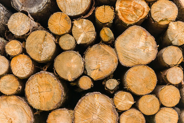 Stack of firewood