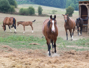 Poulain et chevaux 