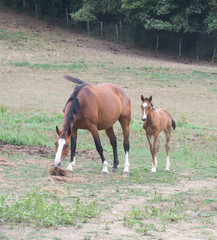 Fototapeta premium Poulain et chevaux 