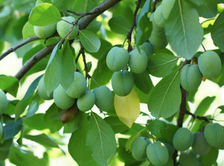 Green plums on the branch.