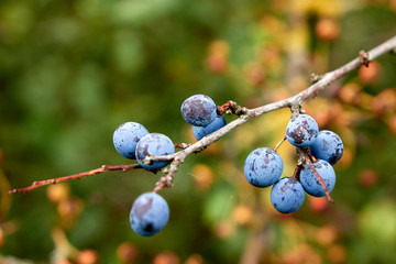 Wonderful autumn background shows sloe berrys on a branch