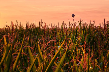 Awesomel picture shows a balloon over the cornfield at the sunset