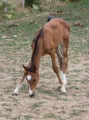 Obraz premium Poulain essayant de se tenir sur ses pattes 