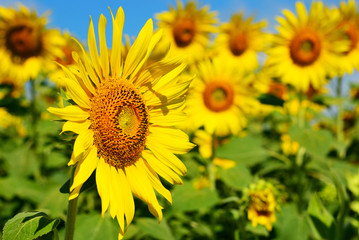 Sunflower stand