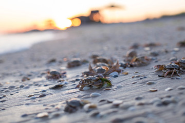 Small crabs on the sand beach
