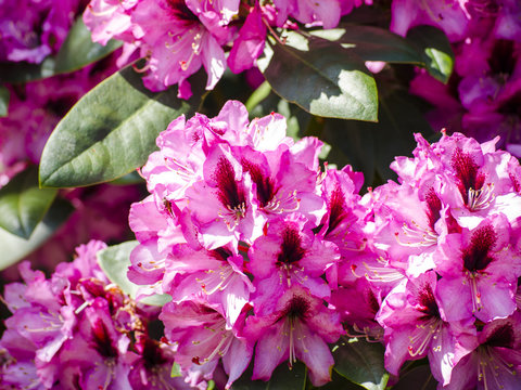 Rododendron