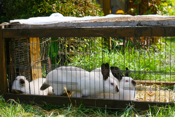 Vier junge Kanninchen - Russenkaninchen im Käfig auf dem Rasen im freien