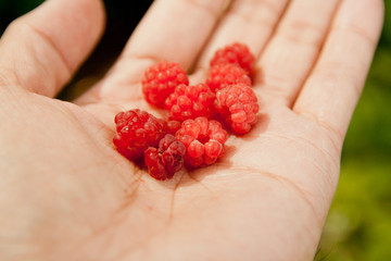 Fresh Wild Raspberries