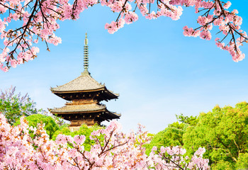 Japan. Kyoto Ninna-ji temple pagoda in april spring.Famous spot for cherry blossoms.UNESCO world heritage.