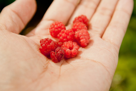 Fresh Wild Raspberries