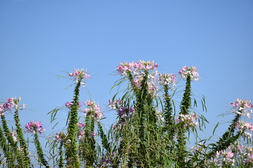 クレオメ／南アフリカ原産のフウチョウソウ科クレオメ属の一年草です。和名は、セイヨウフウチョウソウ（西洋風蝶草）と言われるのは、風に蝶が舞うように見えるからです。花色も豊富で、蕾がピンクなのに咲くと白かったりするところから、もう一つの和名は、スイチョウカ(酔蝶花)とも呼ばれています。英名は、スパイダーフラワーといいます。