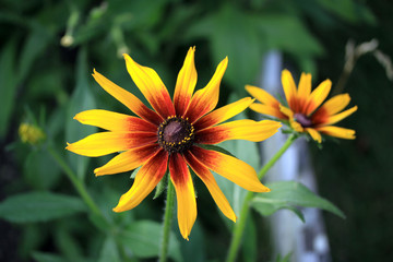 Rudbeckia in the garden in summer time