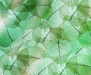 Fototapeta na wymiar leaves texture background