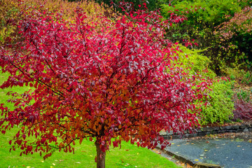 Tree with red autumn leaves