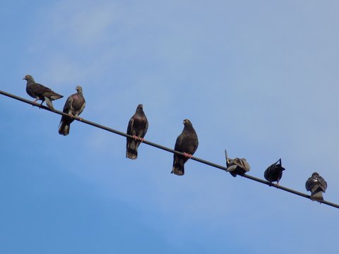 Pigeons on cable