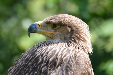 aigle