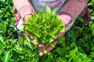 The tea leaf in hand.