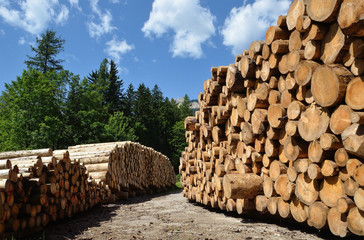 pile of wooden logs under blue sky 