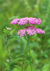 Yarrow in the summer afternoon