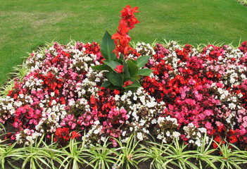 Begonia and canna