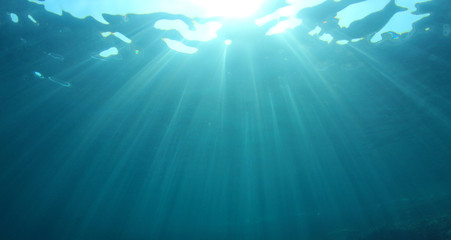 Fototapeta na wymiar Underwater backgound