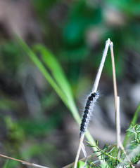 closeup of moth caterpillar