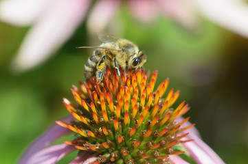 Biene auf Echinacea purpurea Roter Sonnenhut